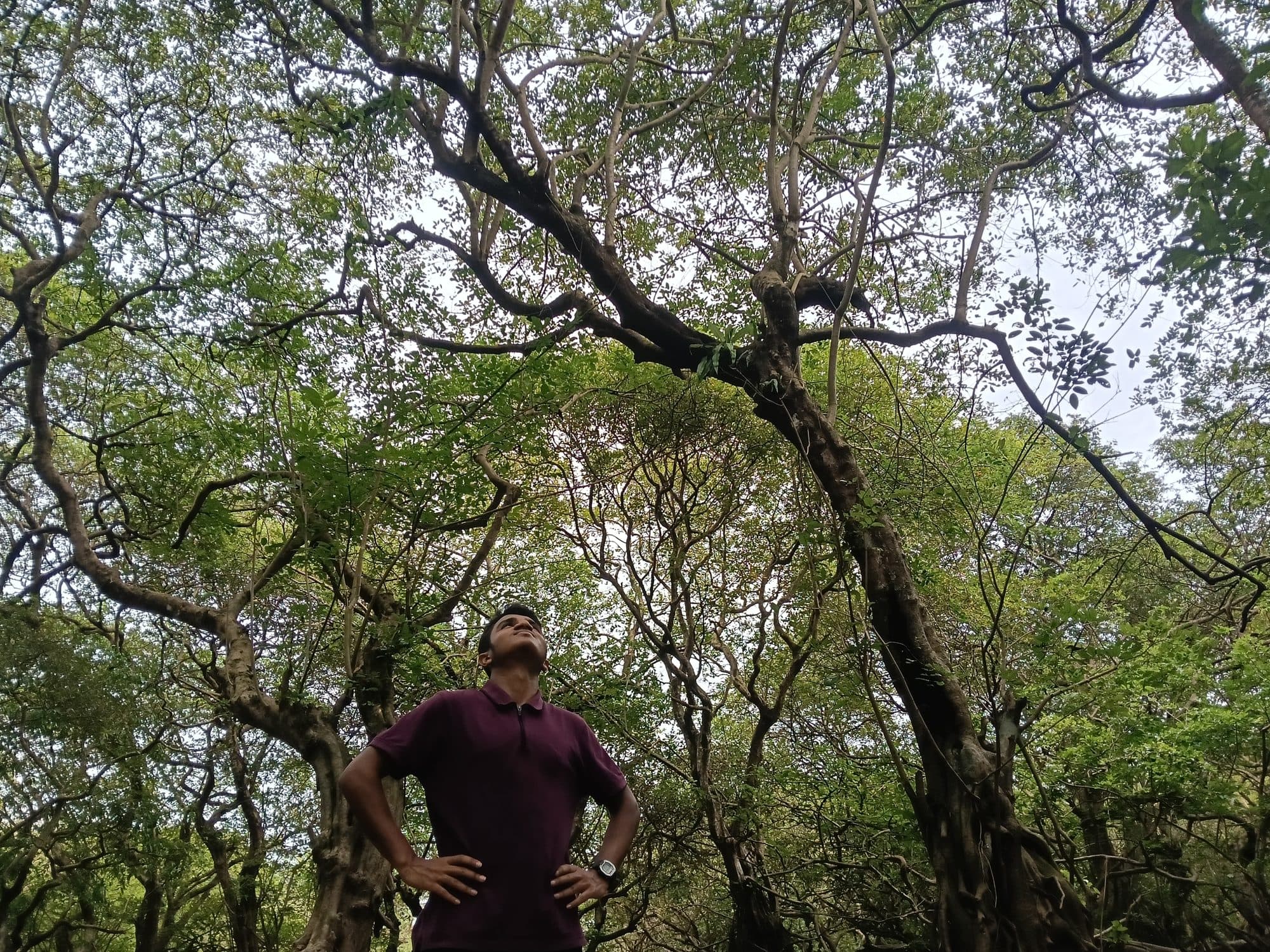 Mohammad Nasir beneath tall trees in a Sylhet forest